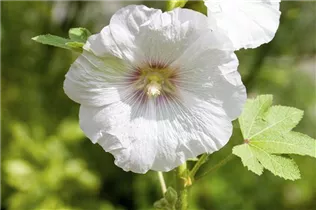 Alcea rosea - Stockrose