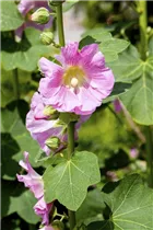 Alcea rosea - Stockrose