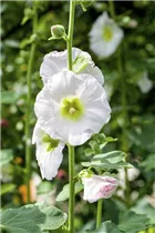 Alcea rosea - Stockrose