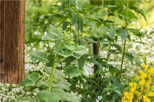 Alcea rosea - Stockrose