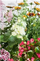 Alcea rosea plena - Gefülltblühende Stockrose Alcea rosea plena - Gefülltblühende Stockrose