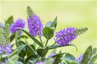 Hebe x andersonii - Strauchveronika