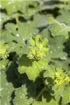 Alchemilla mollis - Großblättriger Frauenmantel Alchemilla mollis - Großblättriger Frauenmantel