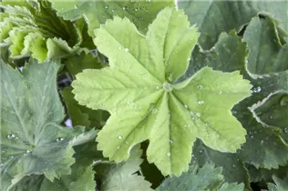 Alchemilla mollis - Großblättriger Frauenmantel Alchemilla mollis - Großblättriger Frauenmantel