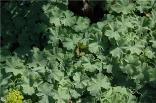 Alchemilla mollis - Großblättriger Frauenmantel Alchemilla mollis - Großblättriger Frauenmantel
