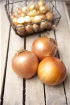 Allium cepa - Zwiebel Allium cepa - Zwiebel