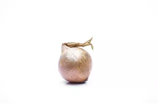 Allium cepa - Zwiebel Allium cepa - Zwiebel