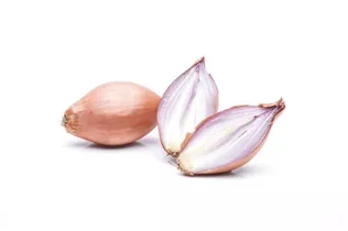 Allium cepa - Zwiebel Allium cepa - Zwiebel