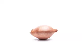 Allium cepa - Zwiebel Allium cepa - Zwiebel