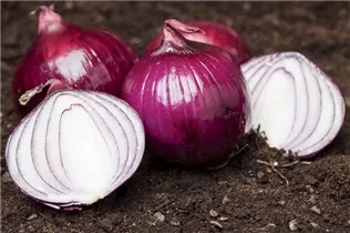 Allium cepa - Zwiebel Allium cepa - Zwiebel