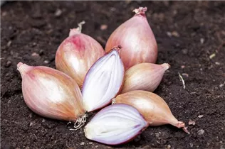Allium cepa - Zwiebel Allium cepa - Zwiebel