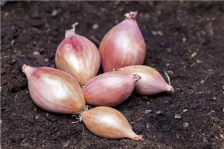 Allium cepa - Zwiebel Allium cepa - Zwiebel