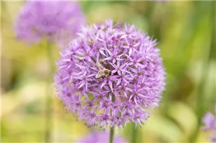 Allium giganteum - Riesenlauch Allium giganteum - Riesenlauch