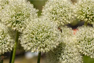 Allium giganteum - Riesenlauch Allium giganteum - Riesenlauch