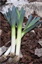 Allium porrum 'Winterlauch' - Winterlauch Allium porrum 'Winterlauch' - Winterlauch