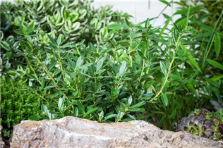 Hebe x andersonii - Strauchveronika