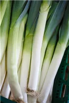 Allium porrum - Lauch Allium porrum - Lauch