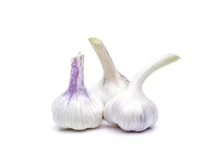 Allium sativum - Echter Knoblauch Allium sativum - Echter Knoblauch