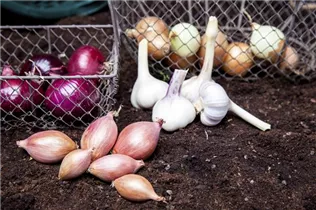 Allium sativum - Echter Knoblauch Allium sativum - Echter Knoblauch