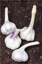 Allium sativum - Echter Knoblauch Allium sativum - Echter Knoblauch