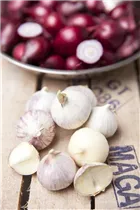 Allium sativum - Echter Knoblauch Allium sativum - Echter Knoblauch