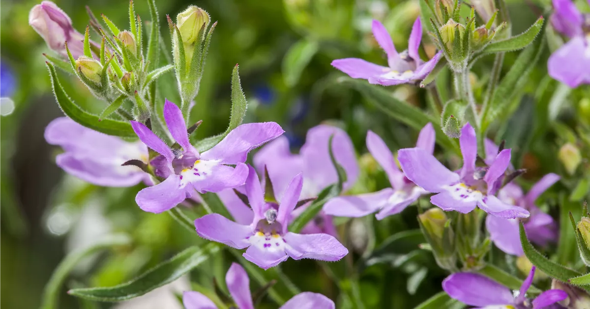  - Männertreu – eine gefährliche Sommerliebe mit besonderen Blüten