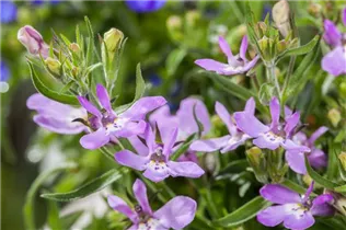 Lobelia erinus - Blaue Lobelie