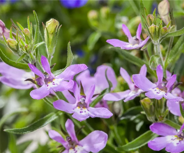 - Männertreu – eine gefährliche Sommerliebe mit besonderen Blüten  - Männertreu – eine gefährliche Sommerliebe mit besonderen Blüten