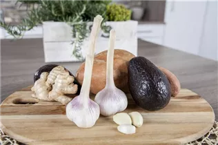 Allium sativum - Echter Knoblauch Allium sativum - Echter Knoblauch