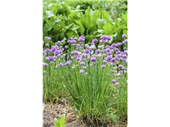 Allium schoenoprasum - Schnittlauch Allium schoenoprasum - Schnittlauch