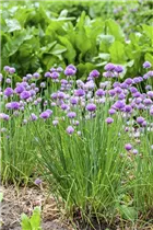 Allium schoenoprasum - Schnittlauch Allium schoenoprasum - Schnittlauch