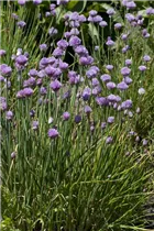 Allium schoenoprasum - Schnittlauch Allium schoenoprasum - Schnittlauch