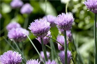 Allium schoenoprasum - Schnittlauch Allium schoenoprasum - Schnittlauch