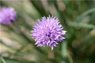 Allium schoenoprasum - Schnittlauch Allium schoenoprasum - Schnittlauch