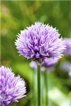 Allium schoenoprasum - Schnittlauch Allium schoenoprasum - Schnittlauch