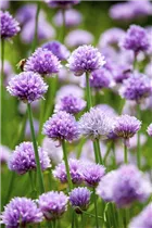 Allium schoenoprasum - Schnittlauch Allium schoenoprasum - Schnittlauch