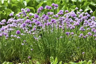 Allium schoenoprasum - Schnittlauch Allium schoenoprasum - Schnittlauch
