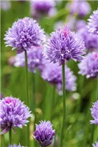 Allium schoenoprasum - Schnittlauch Allium schoenoprasum - Schnittlauch