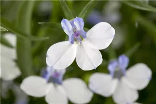 Lobelia erinus 'Richardii' - Lobelie 'Richardii' Lobelia erinus 'Richardii' - Lobelie 'Richardii'