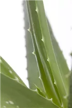 Aloe vera - Echte Aloe