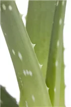 Aloe vera - Echte Aloe