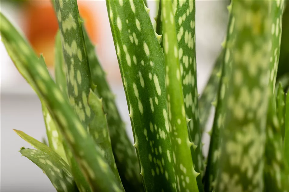 Echte Aloe, Aloe vera