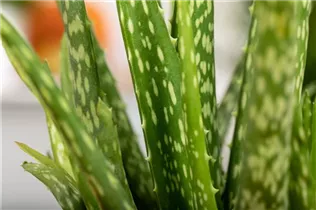 Aloe vera - Echte Aloe
