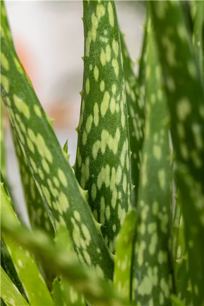 how to apply aloe vera on face Pure Aloe Vera Gel main image 0