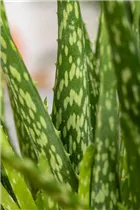 Aloe vera - Echte Aloe