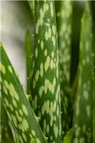 Aloe vera - Echte Aloe