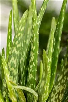 Aloe vera - Echte Aloe