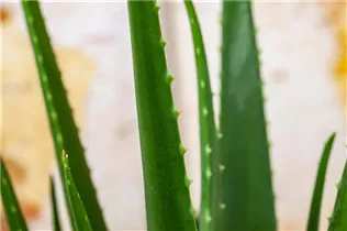 Aloe vera - Echte Aloe