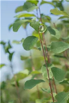 Amelanchier alnifolia 'Obelisk'® - Felsenbirne 'Obelisk'®