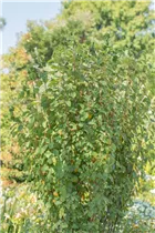 Amelanchier alnifolia 'Obelisk'® - Felsenbirne 'Obelisk'®